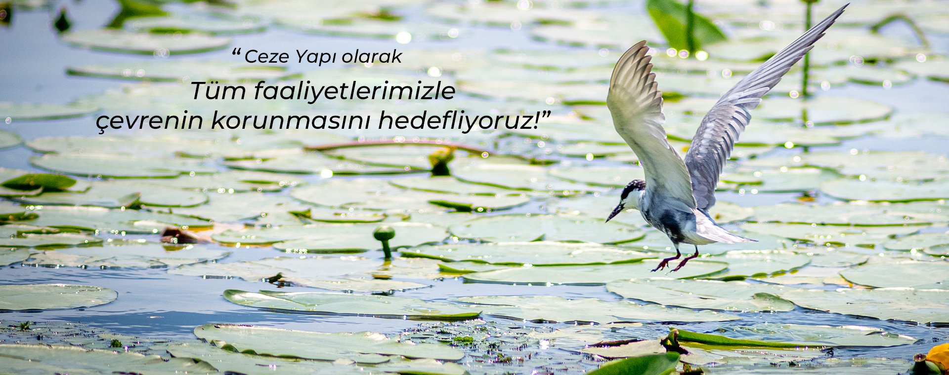 Ceze Yapı olarak